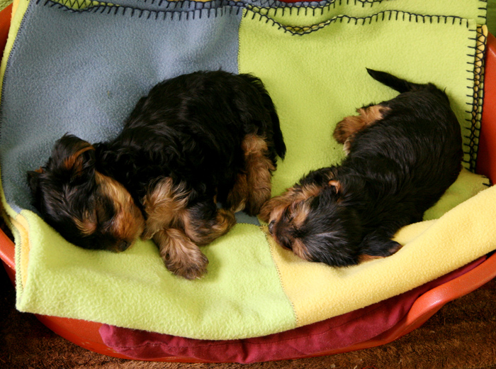 极速到账的ddos攻击ip软件下载