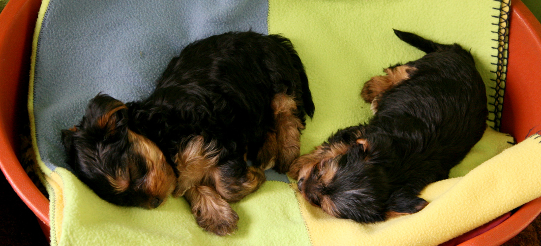 平台在线ddos压力测试